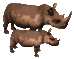 Gif animé rhinocéros marrons